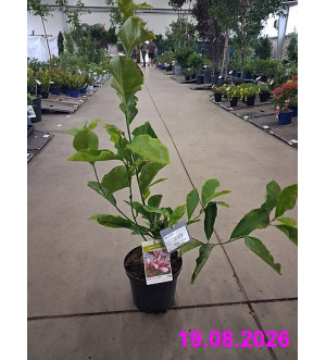 Magnolia 'Betty' C 2,5 L